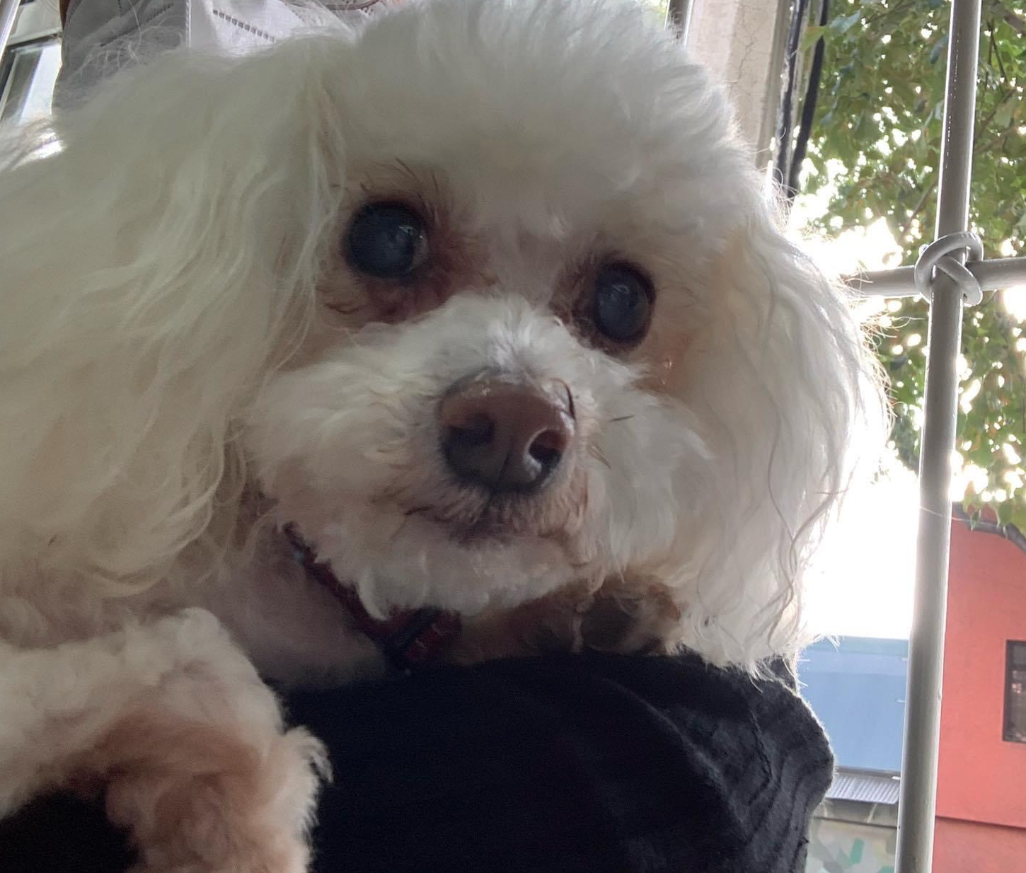 Chucho, mi perrito french poodle que falleció el 3 de febrero de 2021.