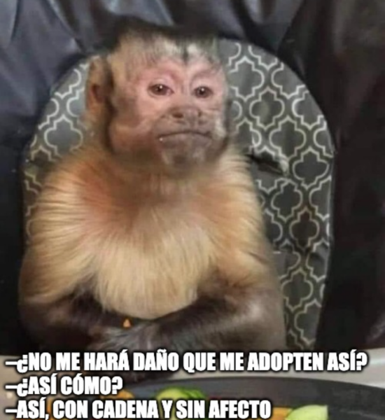 meme dueños perros potencialmente peligrosos oaxaca