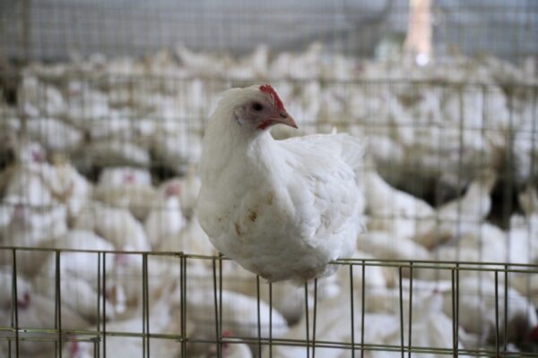 subre precio del huevo gallinas profeco