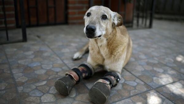 El perrito "Pay de Limón" fue víctima de un grupo de la delincuencia organizada. Foto: AFP
