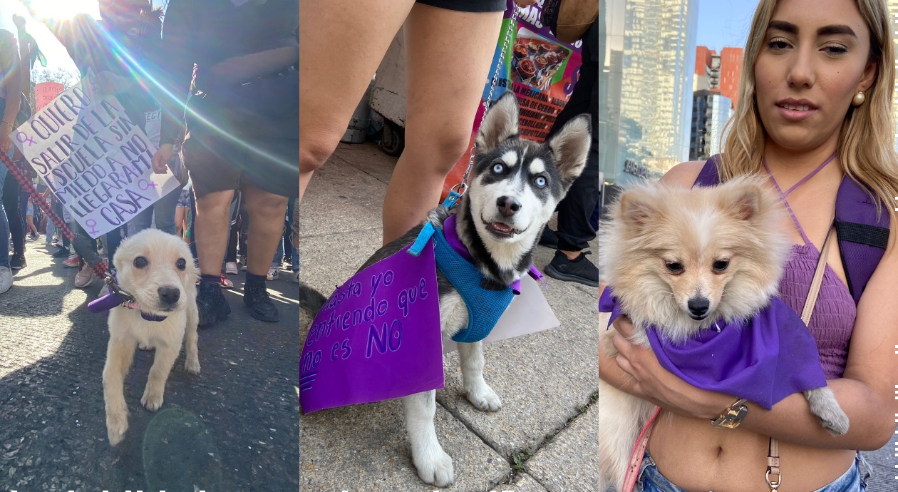 Aquí tres perritos que estaban presentes en el 8M. Foto: Sharenii Guzmán.