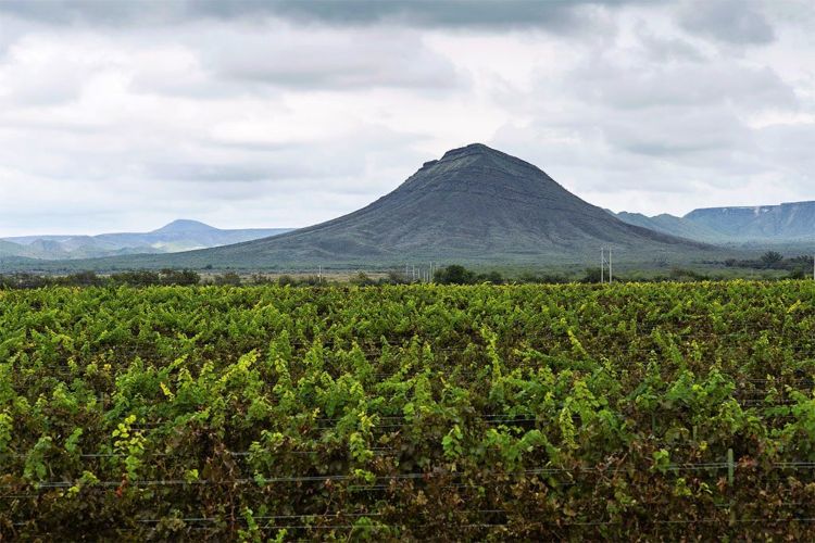 Si eres fan del vino, Parras es una visita que debes realizar. Foto: Twitter @Sectur_mx