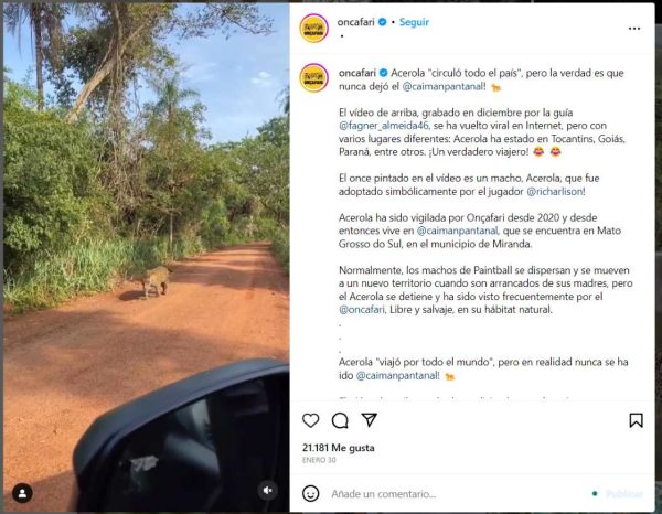 La jaguar embarazada que el presidente presume es cuidada en las inmediaciones del Tren Maya en realidad vive en una reserva brasileña