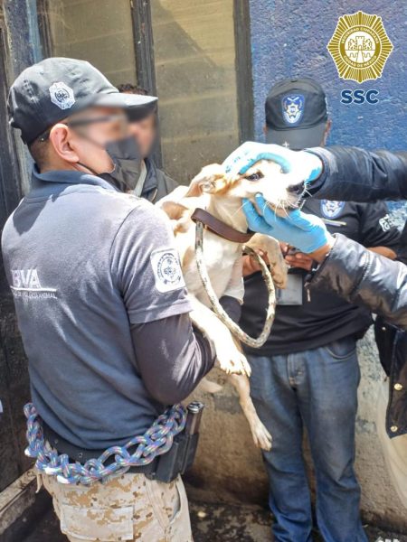 brigada vigilancia animal rescata perros