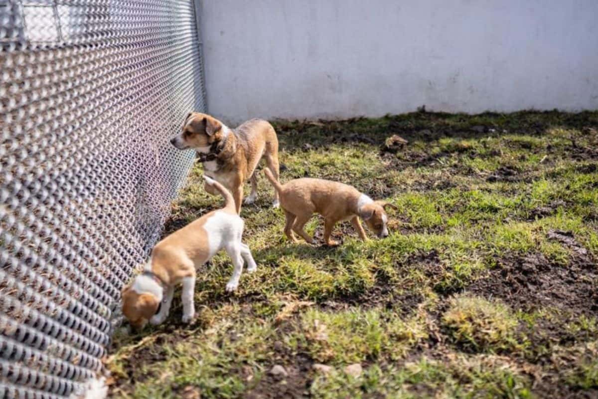 Cuál Es La Diferencia Entre Un Refugio Para Perros Y Un Rescate De Perros