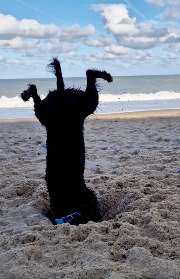 No te metas entre un perro y sus excavaciones. Foto: Comedy Pet Photography Awards.