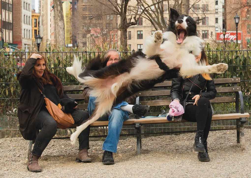 Esta foto fue tomada en Nueva York en 2019. Foto: Comedy Pet Photography Awards.