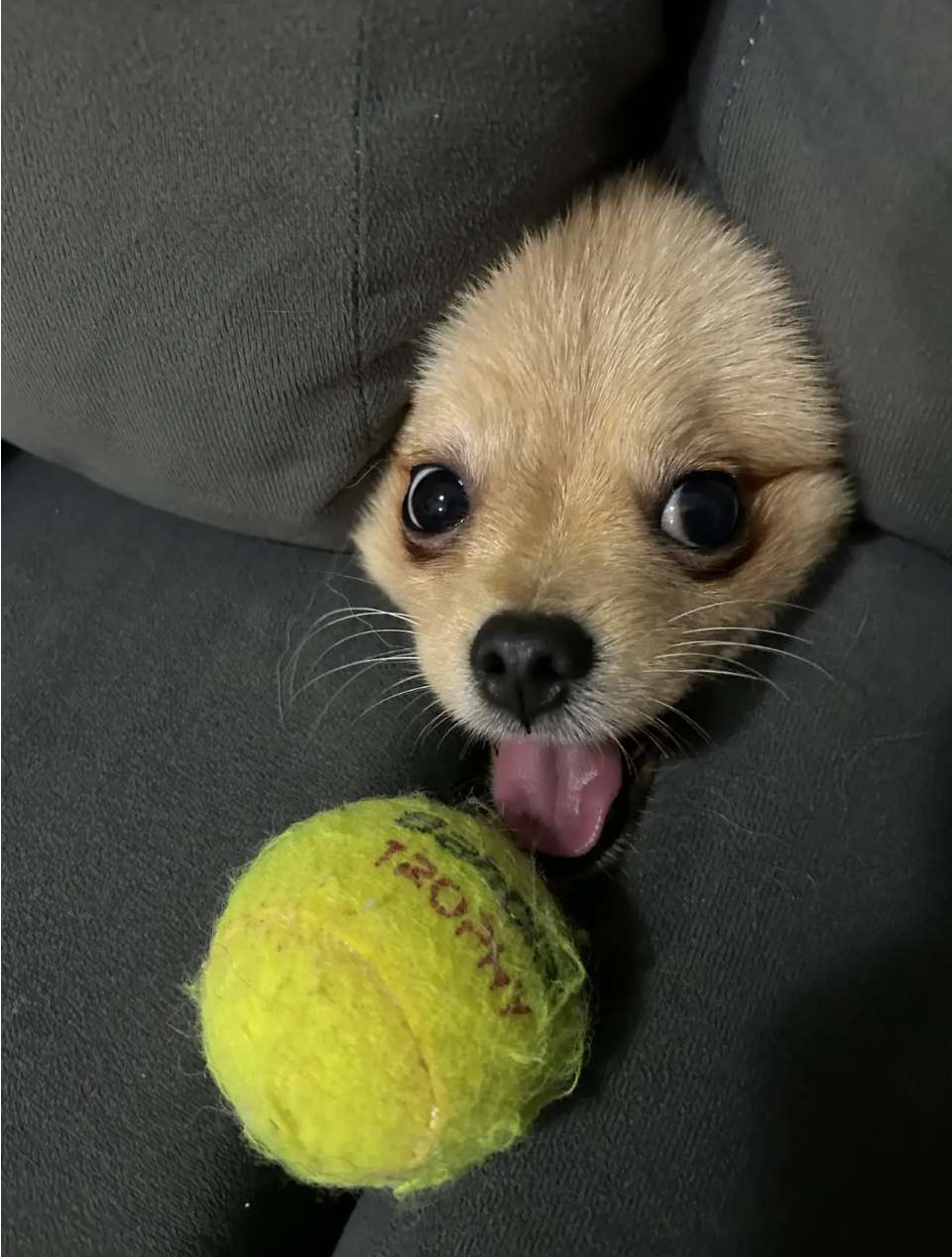 Ni nosotros sabemos. Foto: Comedy Pet Photography Awards.