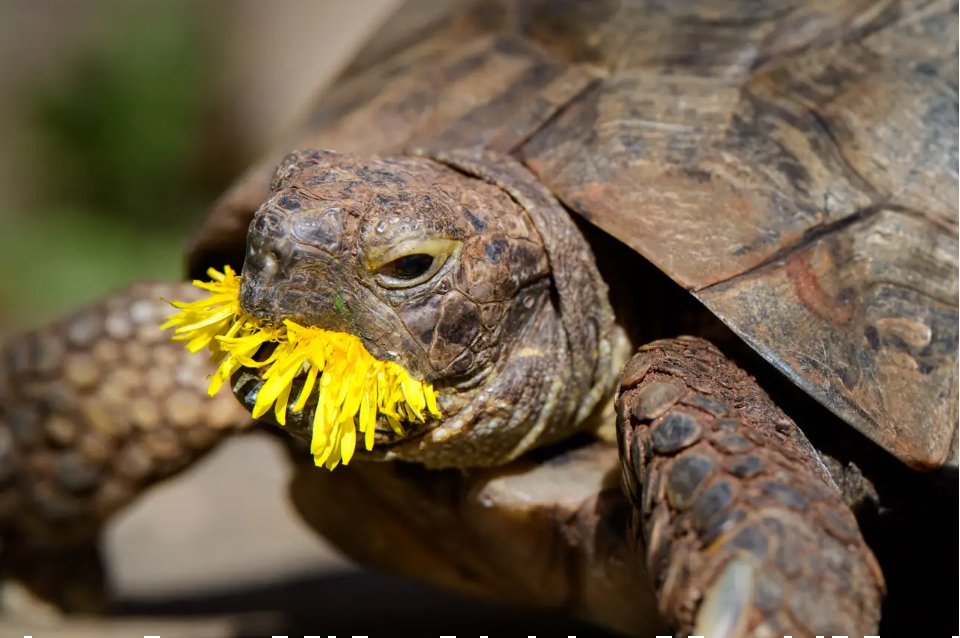 A Edgar le encanta comer florecitas. Foto: Comedy Pet Photography Awards.