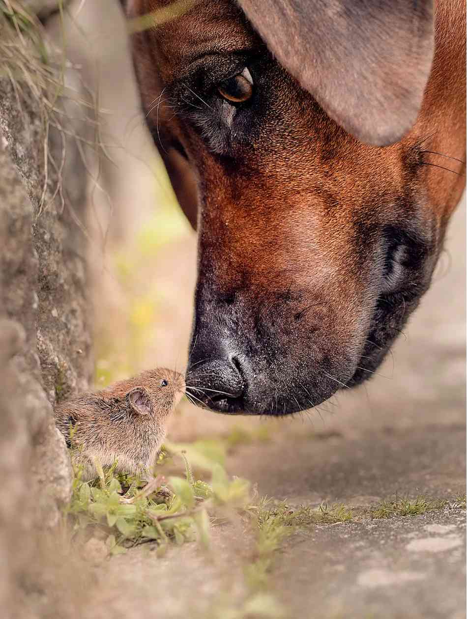 La amistad no tiene tamaño. Foto: Comedy Pet Photography Awards.
