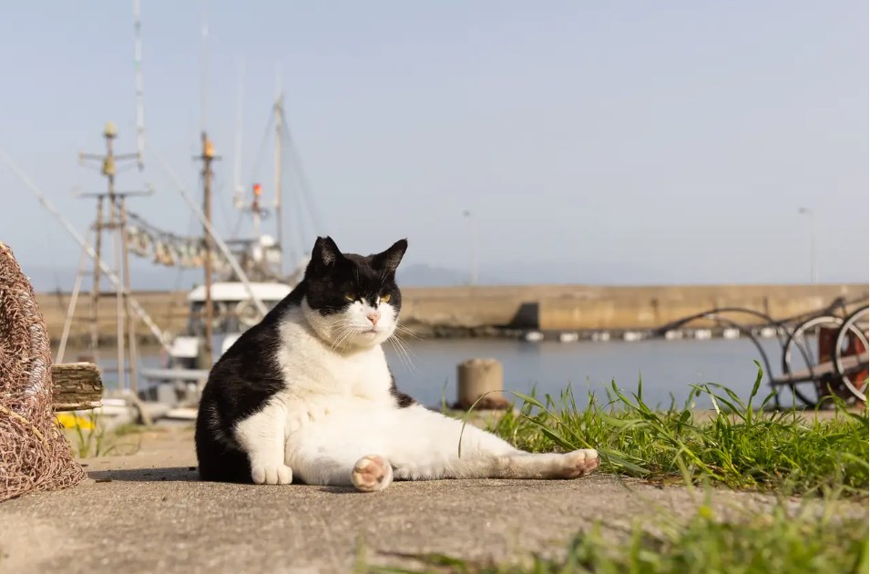 ¿Quién no ama los gatos que se sientan como humanos? Foto: Comedy Pet Photography Awards.