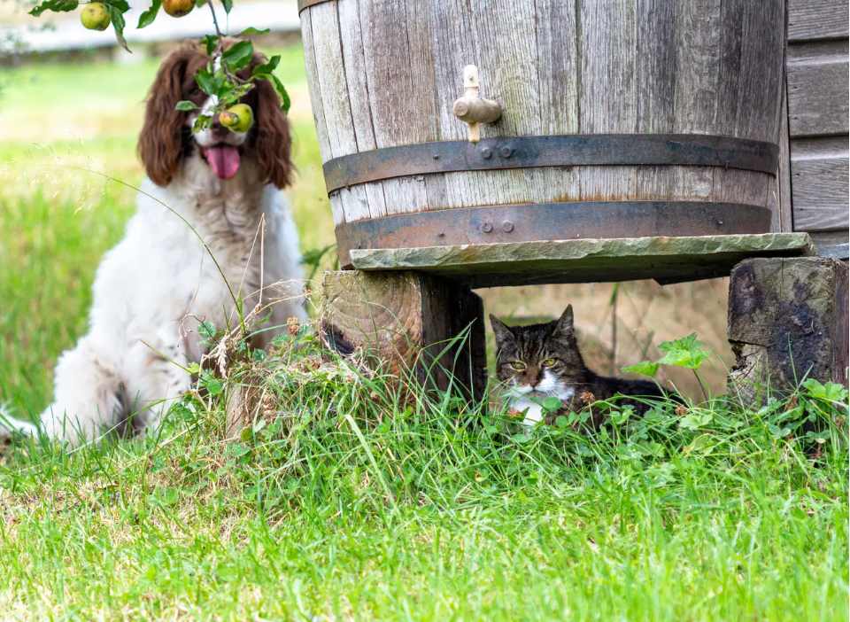 Lo importante es divertirse. Foto: Comedy Pet Photography Awards.