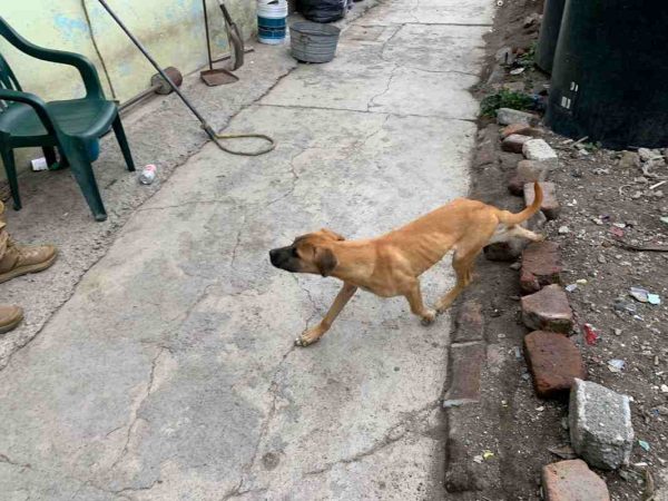 perros rescatados edomex ecatepec