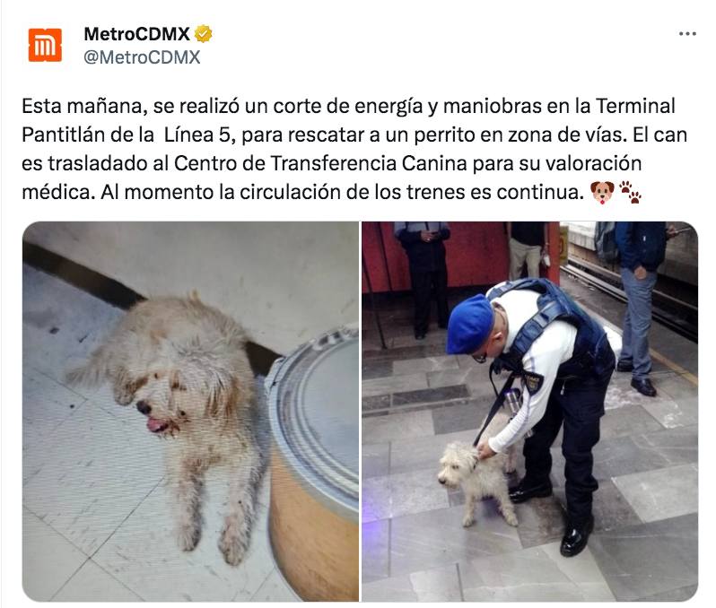 perro metro pantitlán
