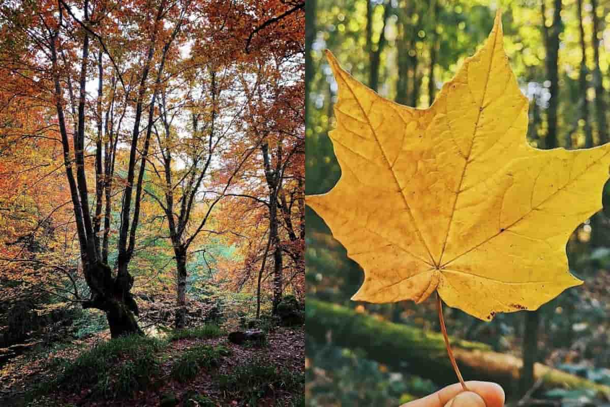 bosque maple talpa jalisco paisajes otoñales