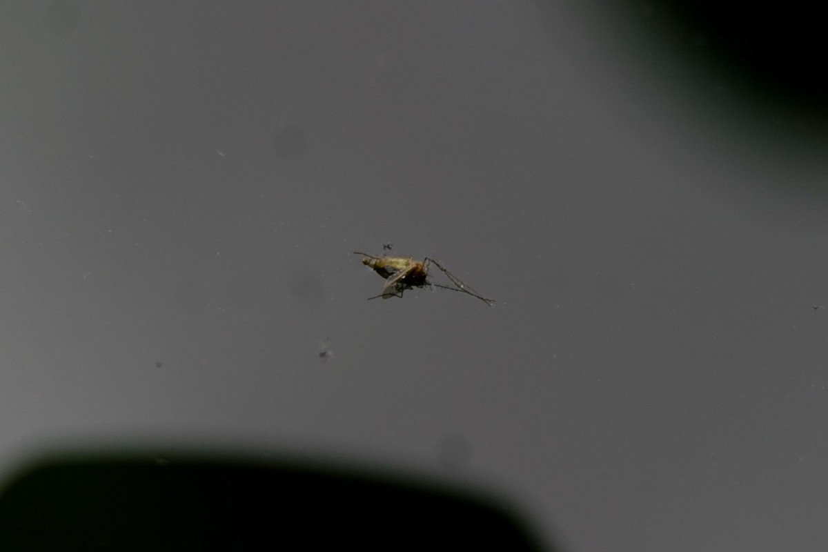dengue moscos casos mexico