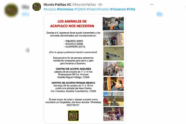 mundo patitas huracan otis