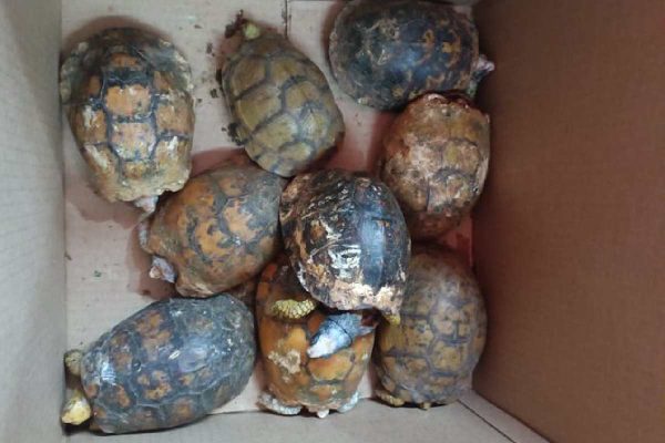 Reptiles decomisados en CDMX, enviados por paquetería