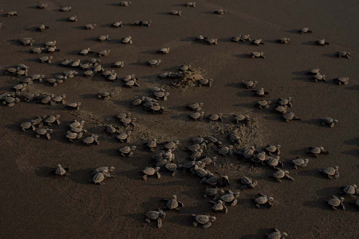 liberación de tortugas marinas en tonalá, chiapas