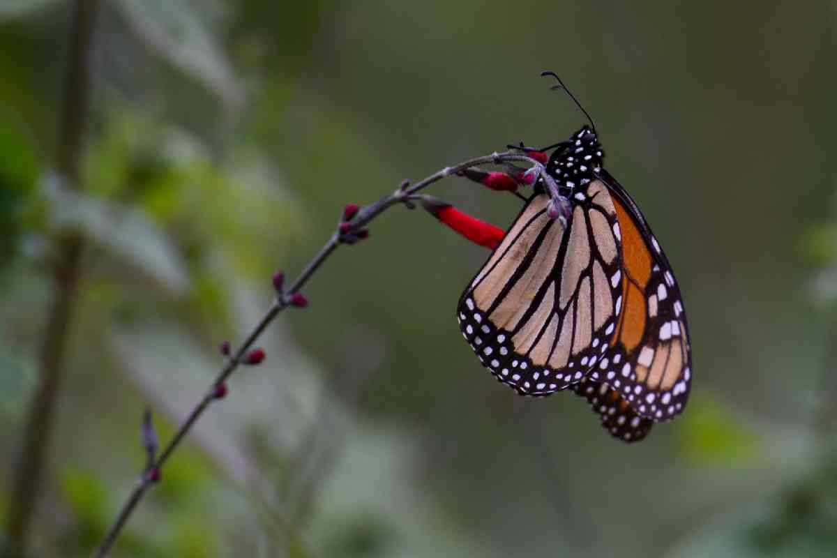 Mariposa Monarca