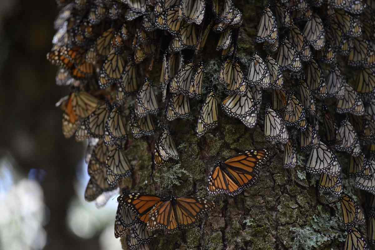 Mariposa Monarca