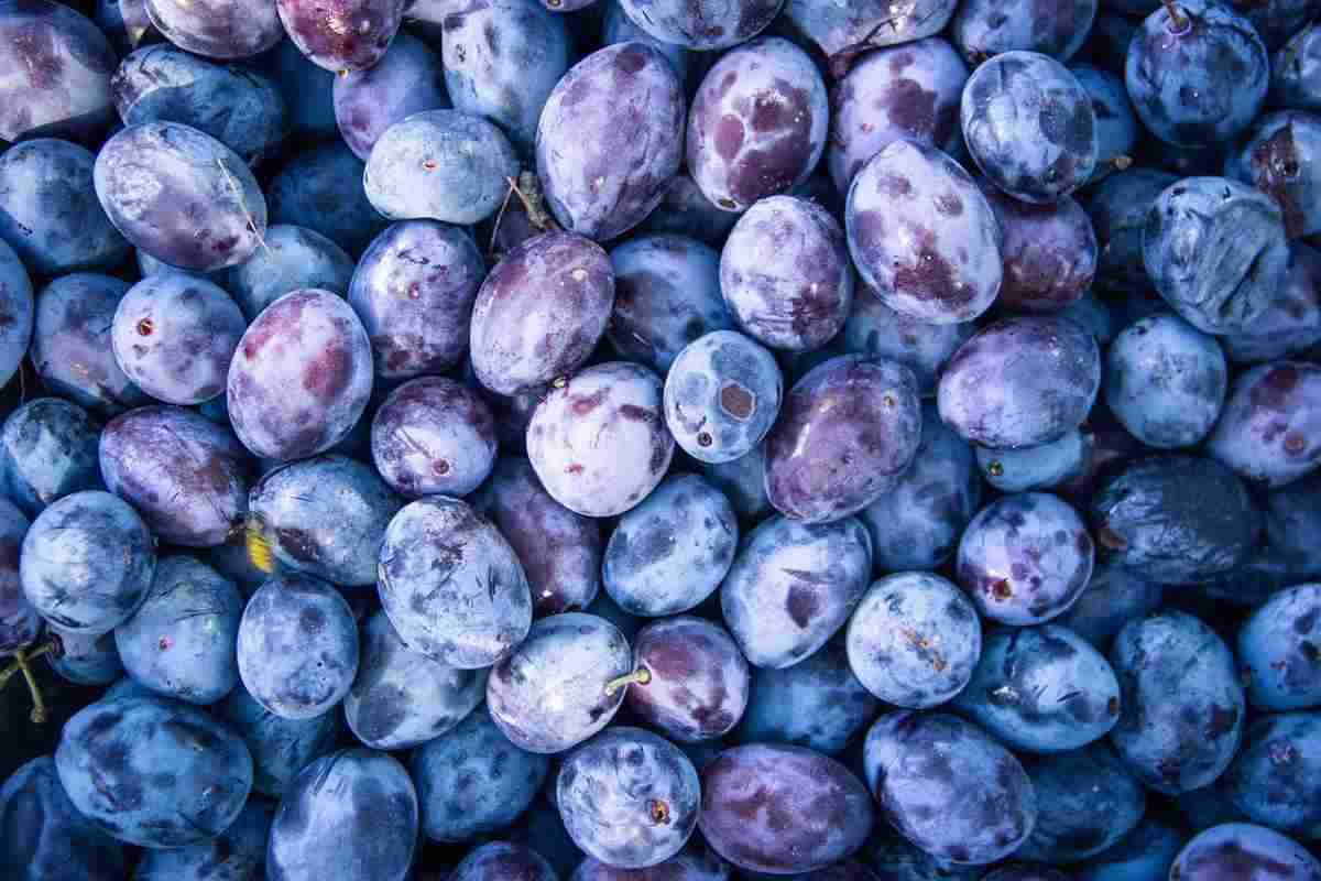 cofepris frutas
