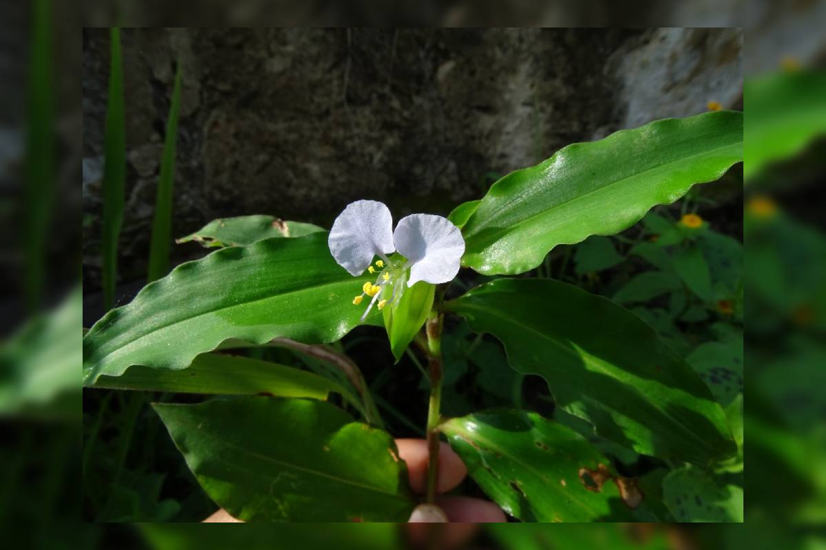 Planta con anomalía de clorofila en una zona de búsqueda de personas desaparecidas.