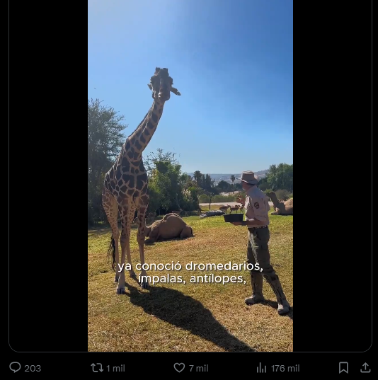 Captura de video donde Africam Safari muestra a la jirafa Benito