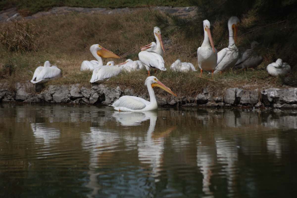 Pelicanos