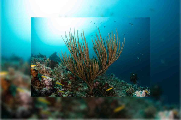 El Parque Nacional Bajos del Norte se ubica a 240 kilómetros de Puerto Progreso, en Yucatán.