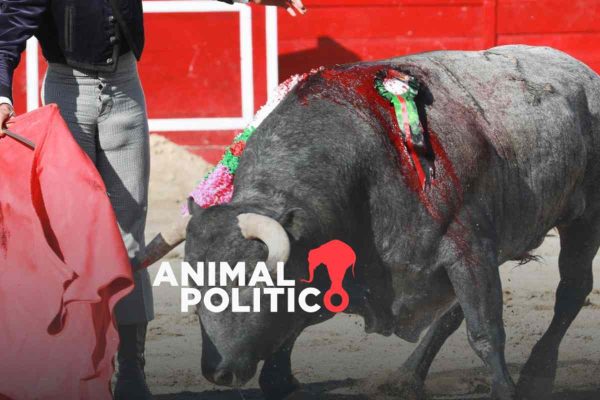 Corridas de toros en CDMX