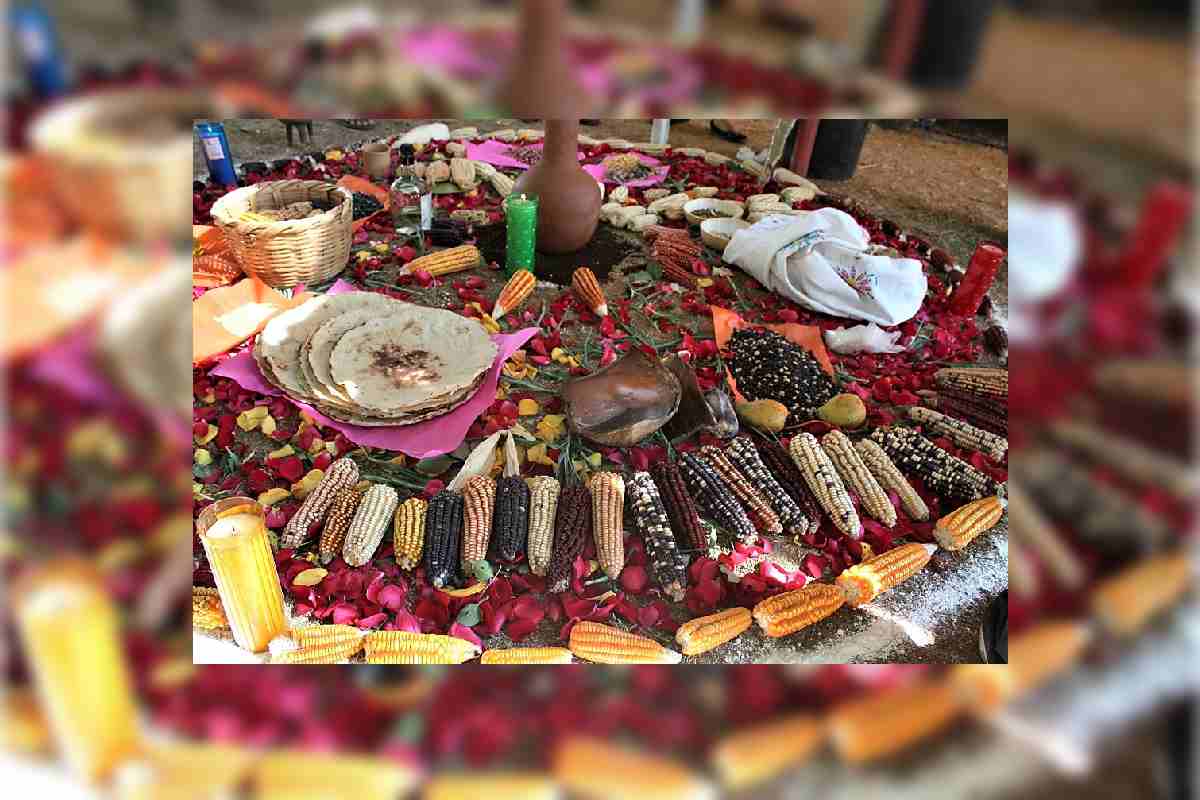 Distintos tipos de maíz nativo mexicano. 