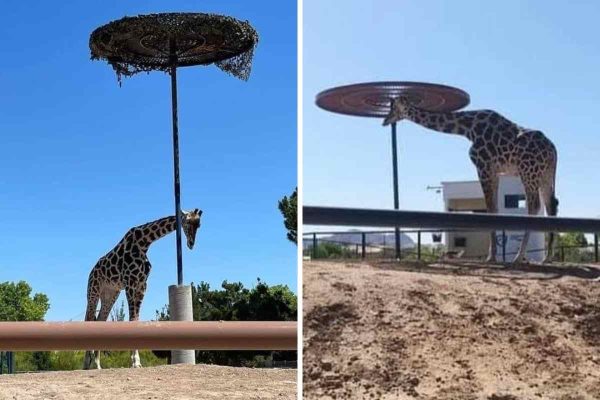 Jirafa Benito en las instalaciones del Parque Central de Ciudad Juárez, el 26 de octubre de 2023