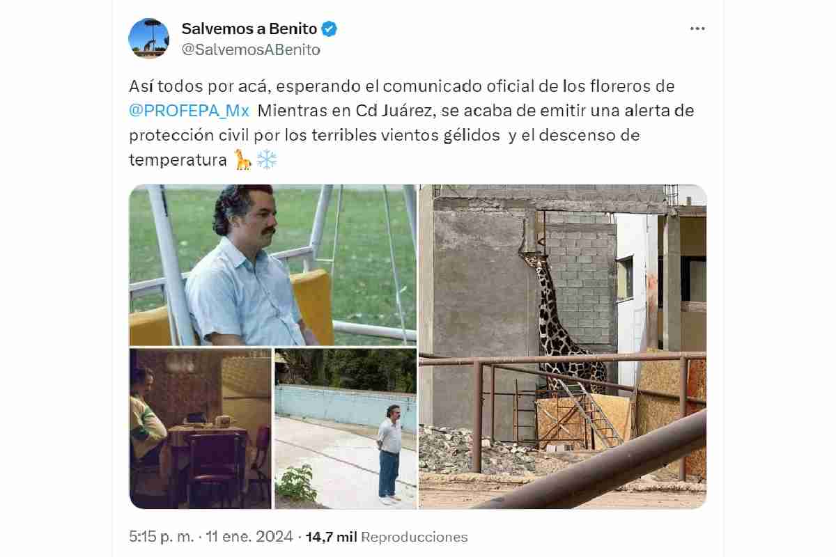 jirafa benito