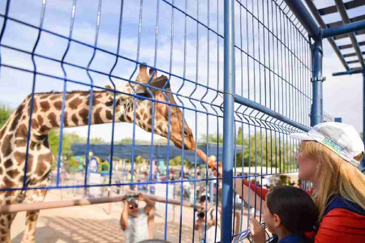 jirafa benito chihuahua