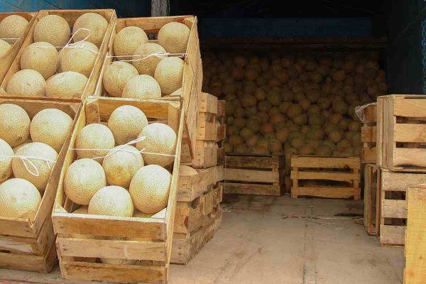 melones mexicanos salmonela