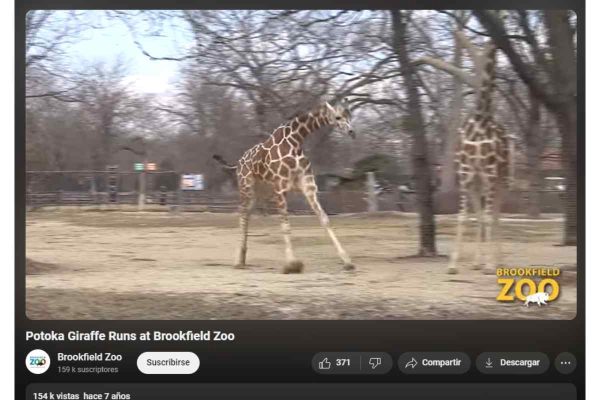 Captura de video del Zoológico de Brookfield en el que se aprecia a la jirafa Potoka, el 5 de marzo de 2016