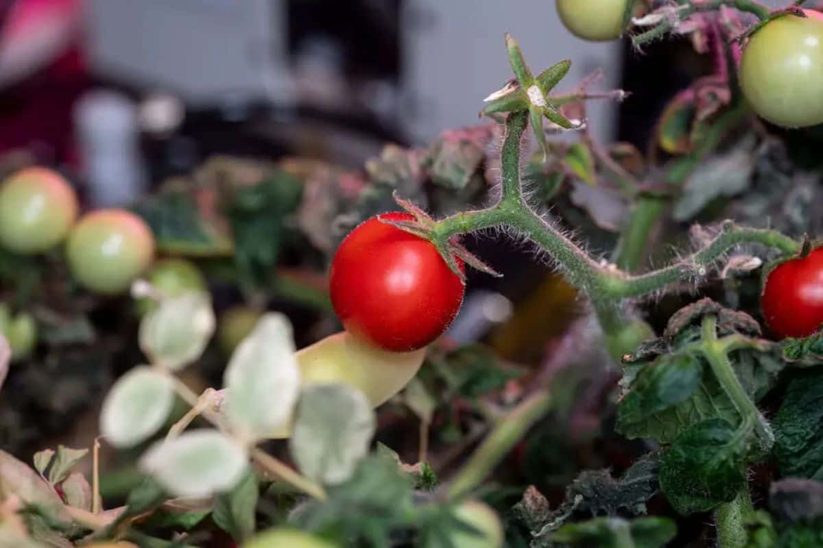 tomates cultivados en el espacio nasa
