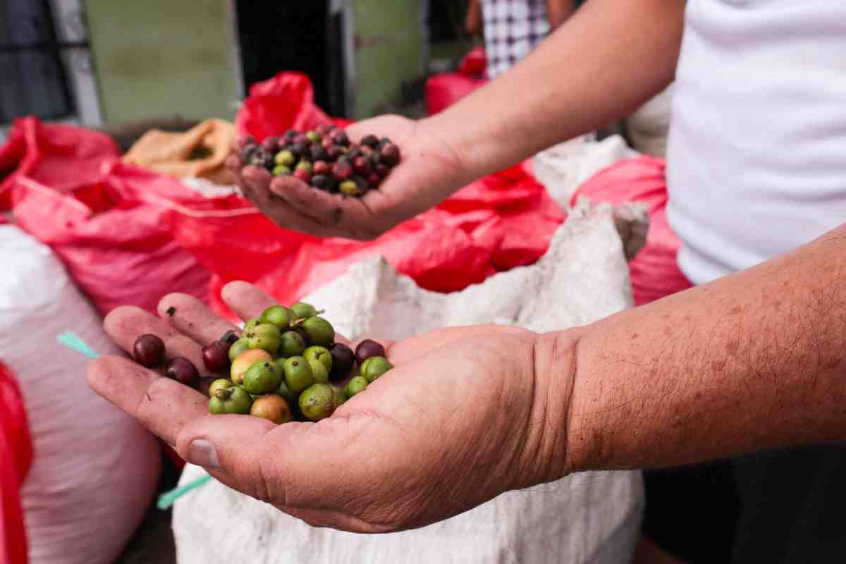 agricultura campo mexico