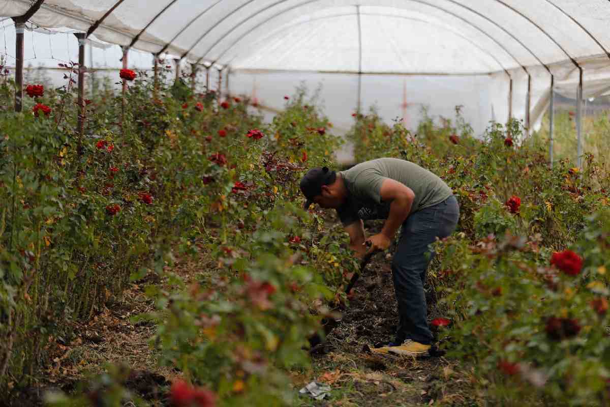 agricultura campo mexico