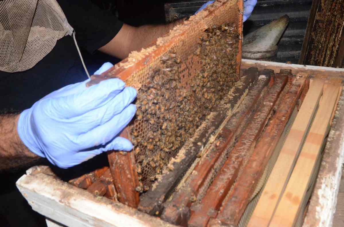 fentanilo abejas fgr