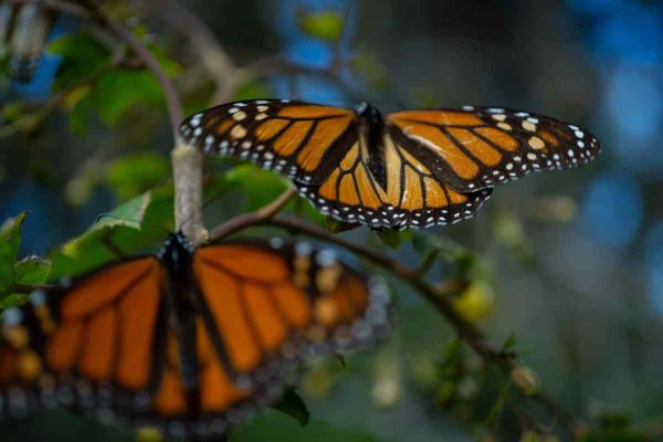 La presencia de la mariposa monarca en México ha disminuido.