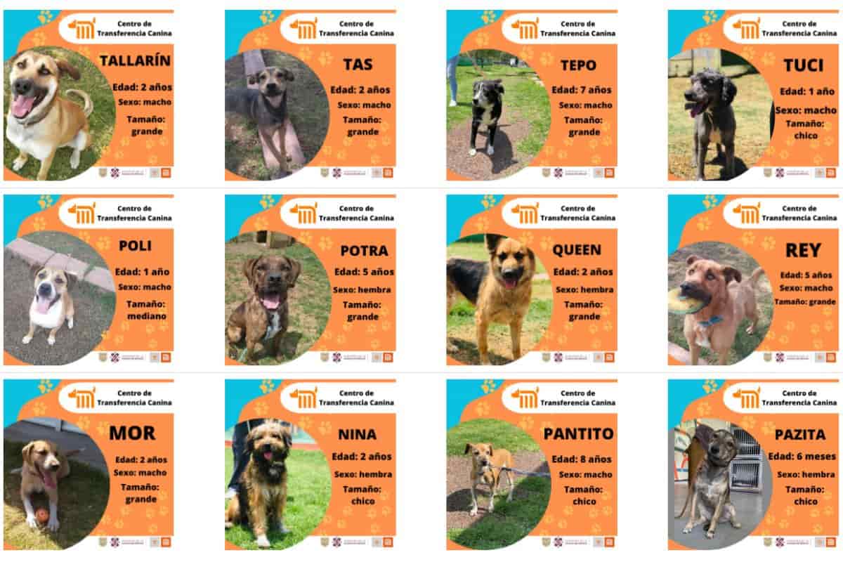 perros rescatados metro centro de transferencia canina