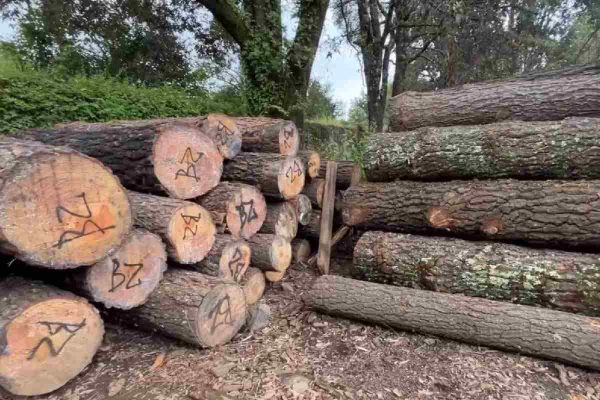 Madera decomisada tras operativo contra talamontes.