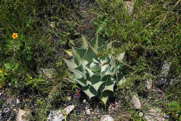 productores mezcal puebla agave