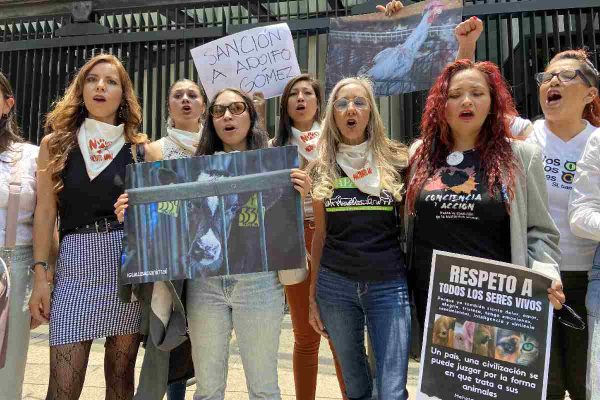 organizaciones piden destitución se senador de morena por sacrificar una gallina