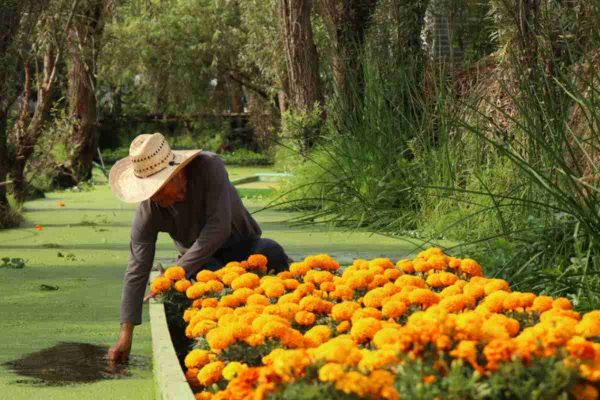 embarcaderos xochimilco
