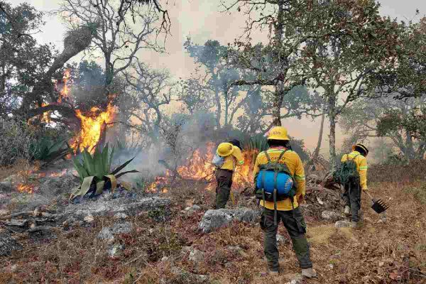 brigadistas combaten el incendio en la Reserva de la Biósfera Tehuacán-Cuicatlán en tepelmeme, oaxaca