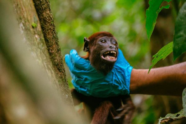 monos aulladores