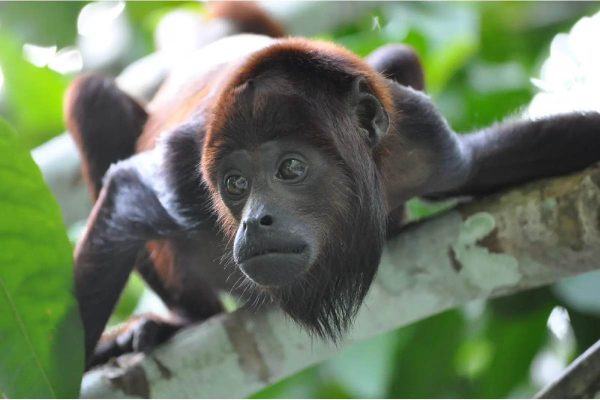 monos saraguatos